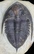Bargain, Zlichovaspis Trilobite - Atchana, Morocco #68669-2